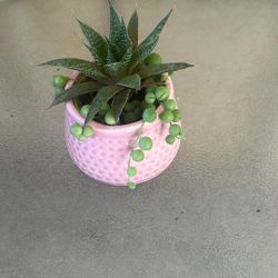 Plant Indoor Outdoor