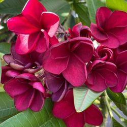 Plumeria ( DONALD ANGUS ) Fully Rooted Small Trees