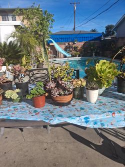 Variety Of Beautiful Plants