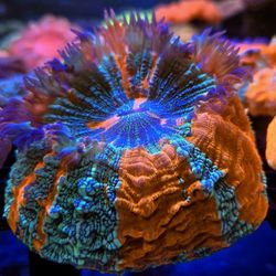 🔥CORALS DECORATIONS FOR MARINE TANK OVER 500 CORALS IN STOCK PICK-UP - DELIVERY  - SHIP
