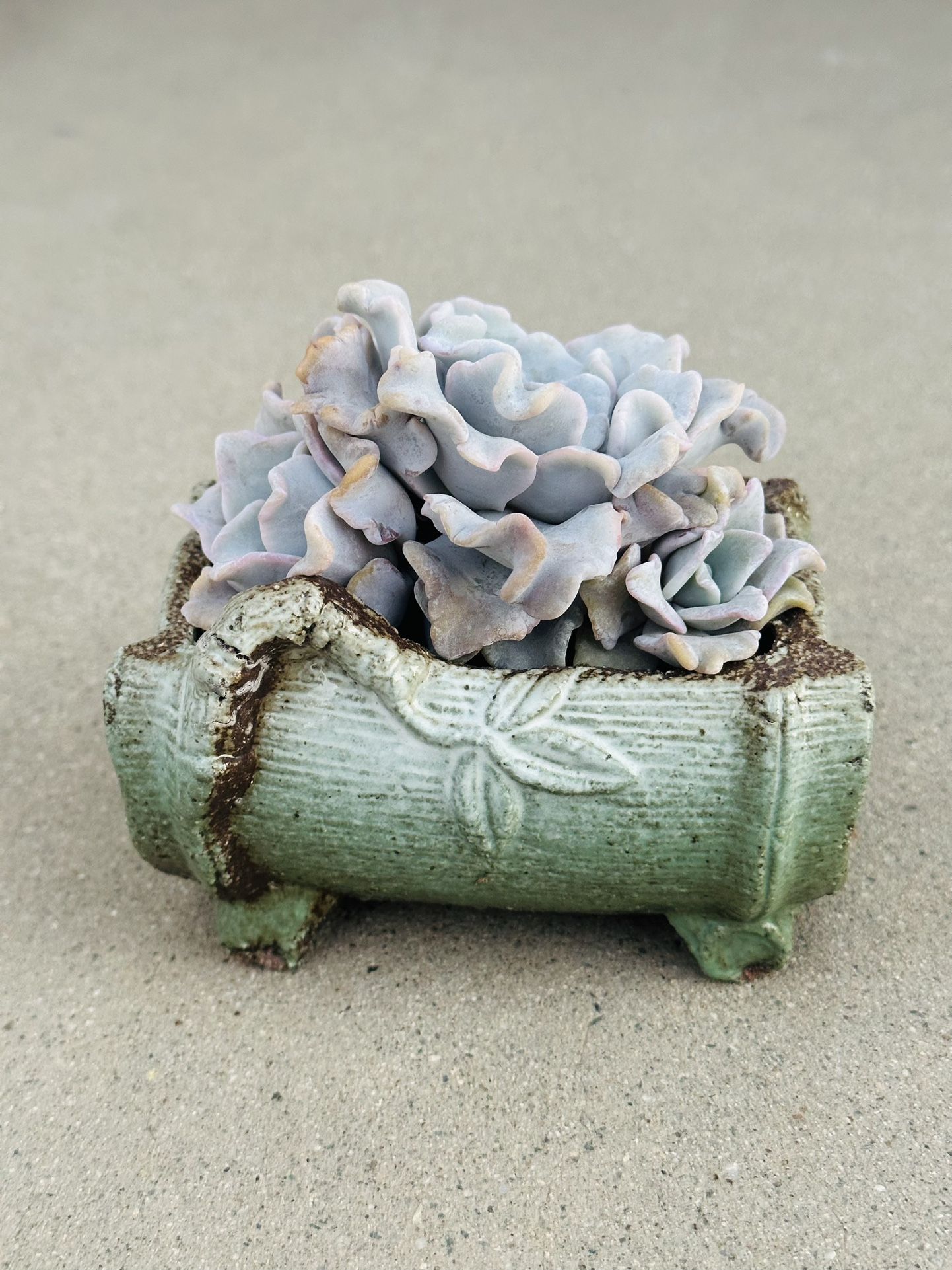 Succulents plants 🪴 (Echeveria 'Crispate Beauty' aka white madiba )