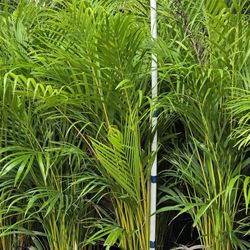 Arecas 4 feet tall from dirt up 3 gallons price with installation 