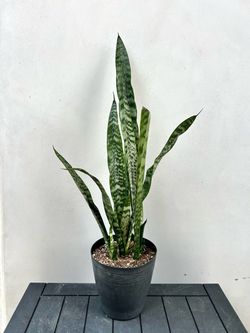 1 Gallon Snake Plant