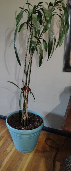 House Plant In Ceramic Pot 