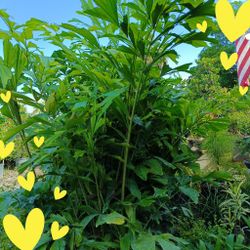 Fishtail Palm PRIVACY HEDGE PLANTS 15gl $50