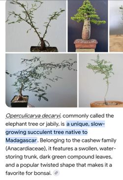 Decaryi bonsai tree 6 feet