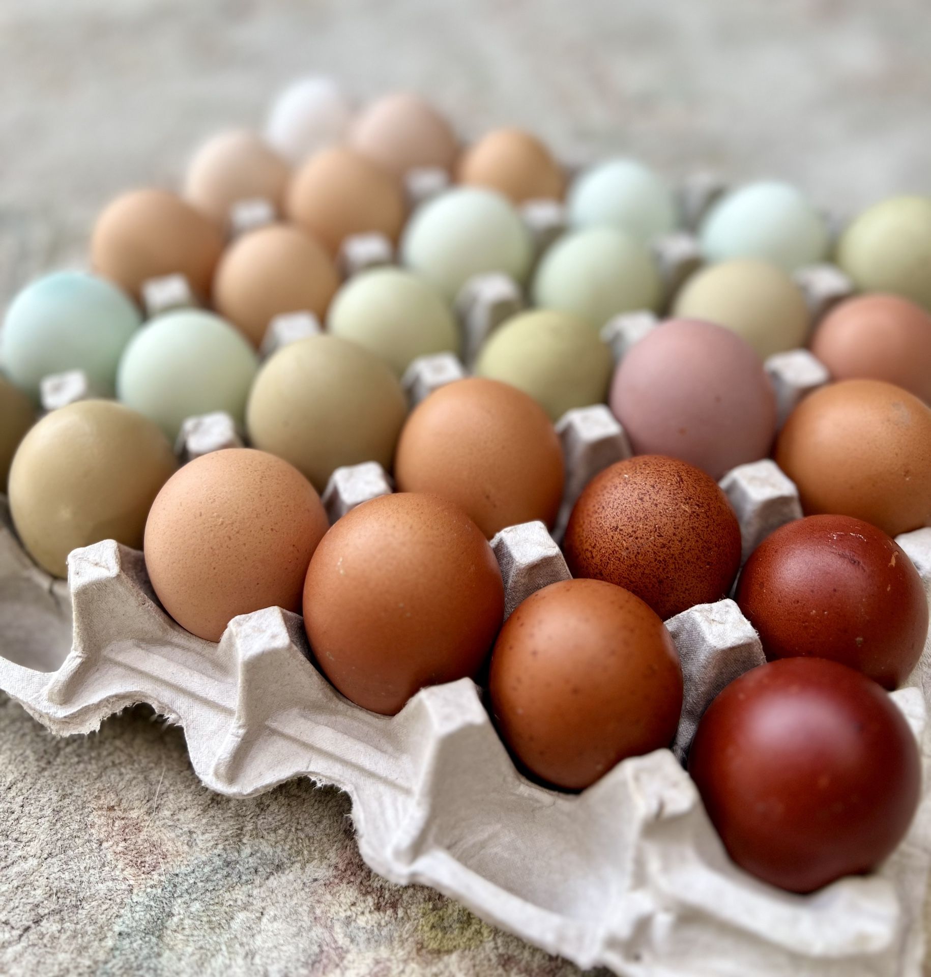 Hatching Eggs / Fertilized Eggs