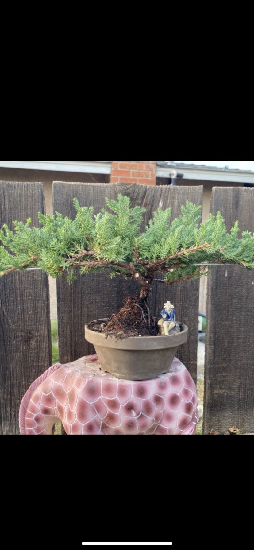 Bonsai Fly Eagle Japanese Garden Juniper $55 Each