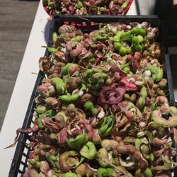 Guamuchiles/ Pinzanes Recien Cortados 
