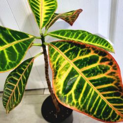 🌿Healthy Live Air Purifying Houseplant Beautiful Colorful Croton 17"Tall In Pot 4" 