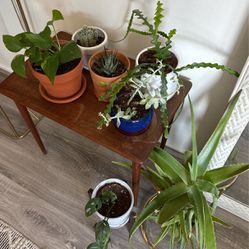 Plants & Pots For For Sale 