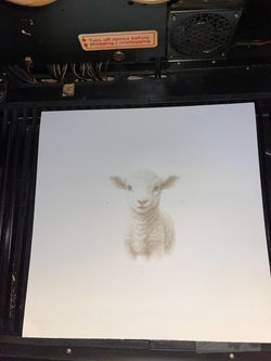 Cardstock lamb sketch