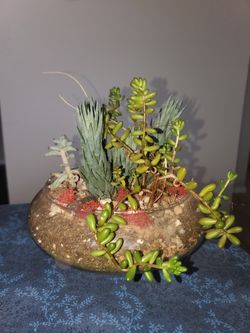 Succulent Plant Terrarium