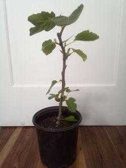 Large Pink Fig Tree