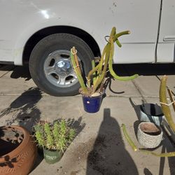 Cactus In 8in Chipped Ceramic Pot 