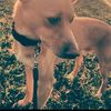 Rudy
