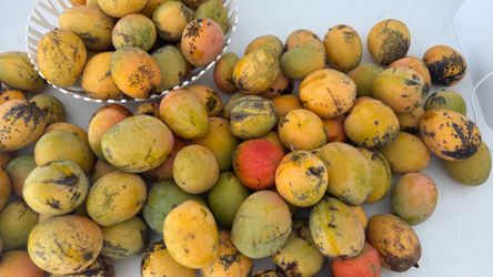 Fresh Mangos