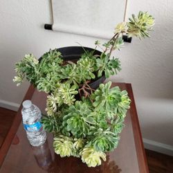 2 Medium size potted succulent