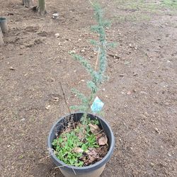 Blue cedar tree