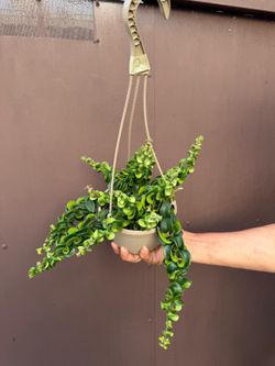 6” twister lipstick plant