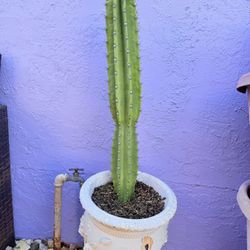 Cactus 🌵 