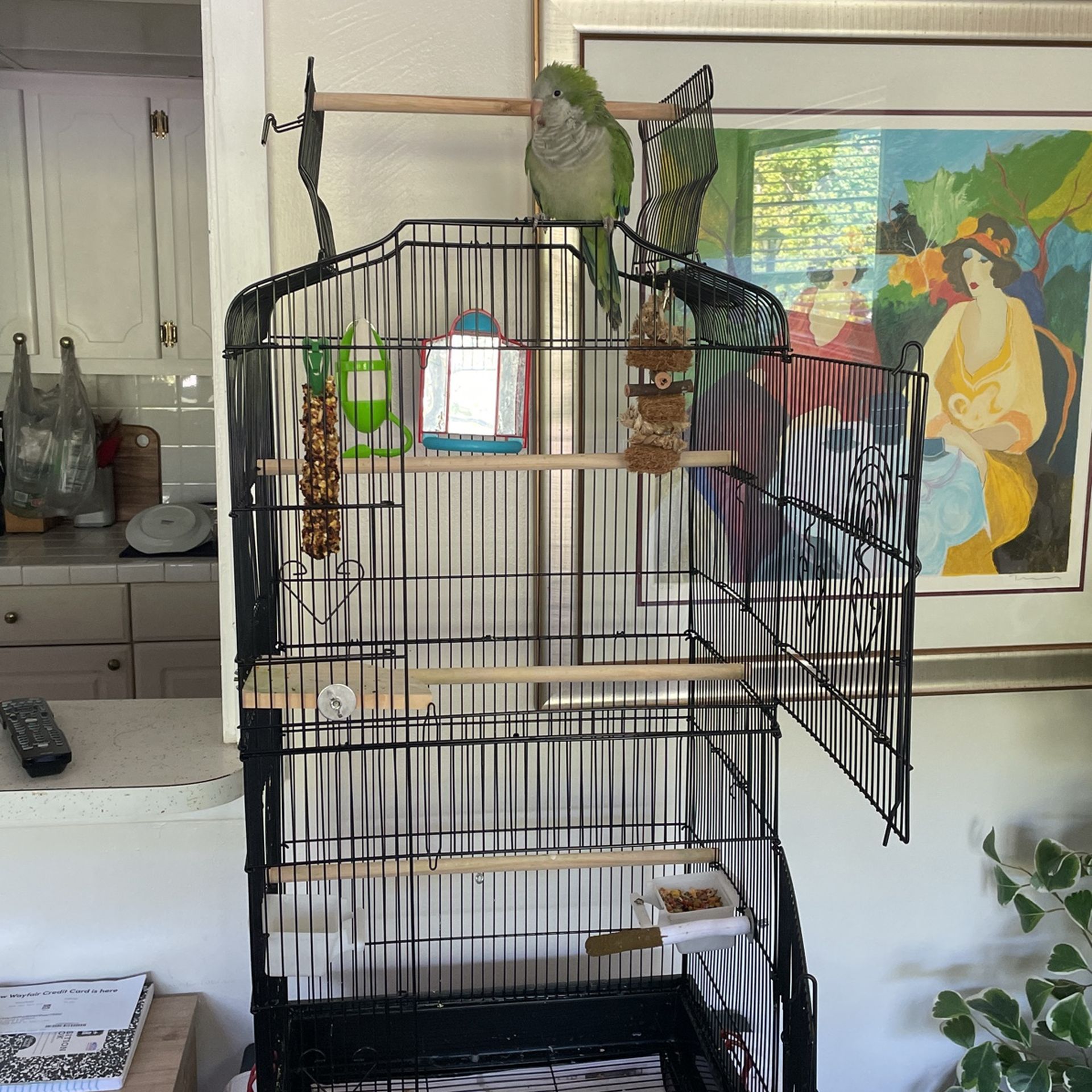 Baby Conure, bird and cage