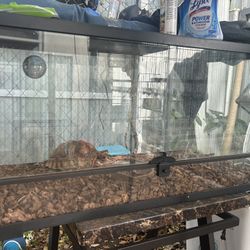 Reptile Tank 