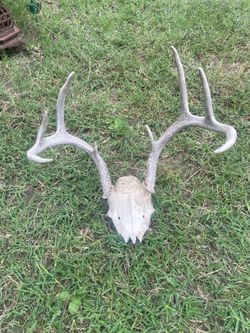 Deer antlers