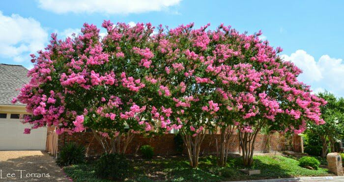 Crape Myrtle Trees
