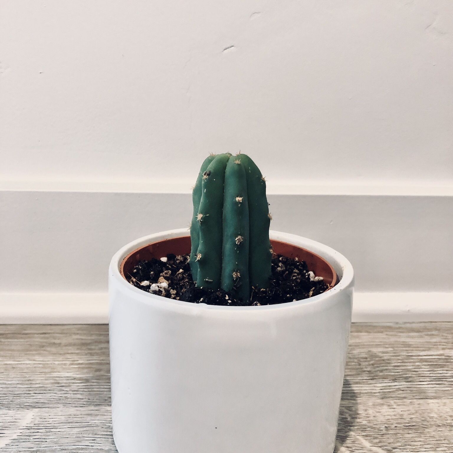 Cute Cactus