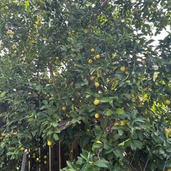 Mexican Limes / Limon Mexicano