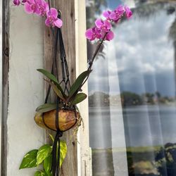 Mother’s Day Orchid 