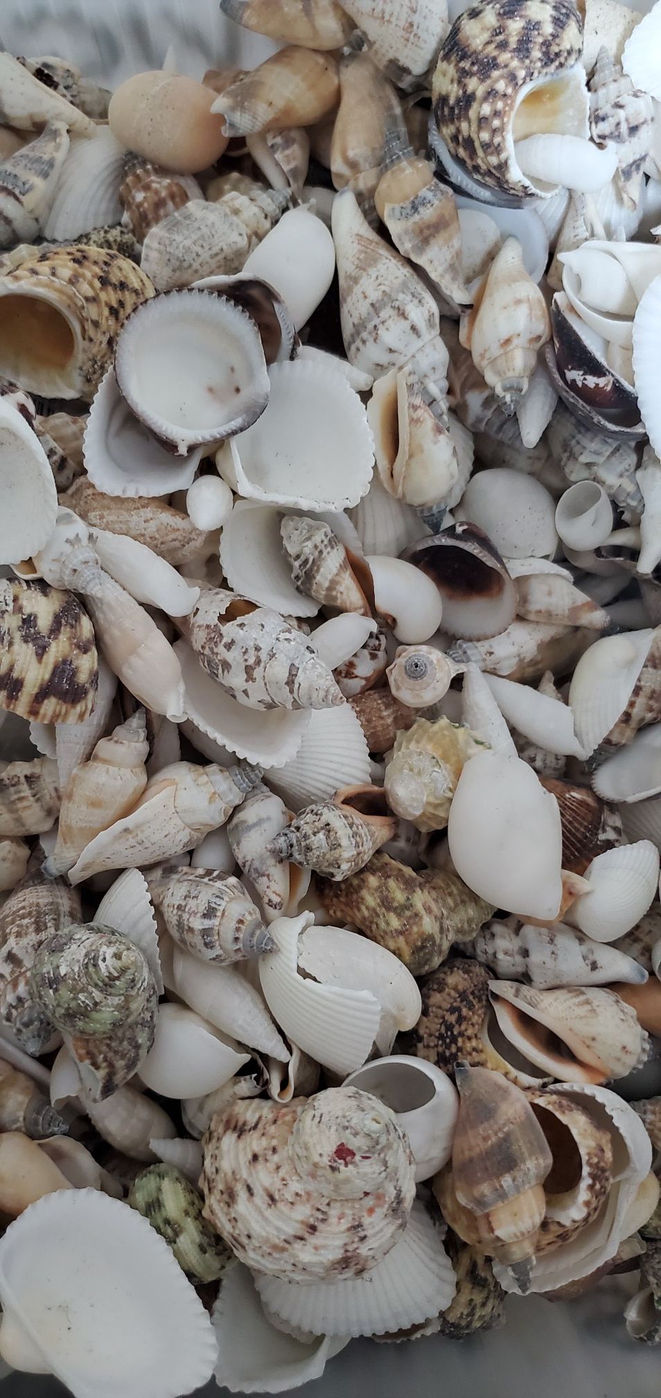 Sea Shells Mixed / Various Sizes / Best Offer