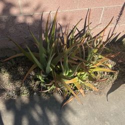 Free Aloe Vera