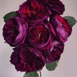 Mature Large Rare Japanese Florist Shrub Rose : ROYAL PALACE ROSE
