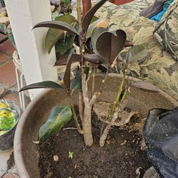 Plants for sale