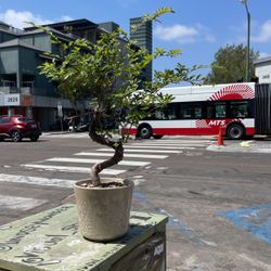 Chinese Elm Bonsai Tree 25 Years Old Come With A Snow Flat  Flowers Pot  