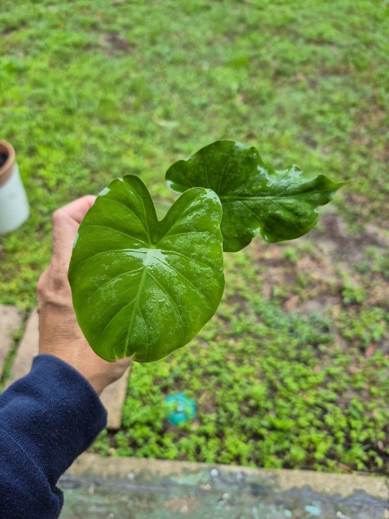 Night Scented Lily Baby Size