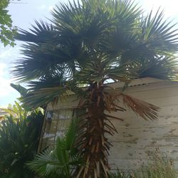 Palm Tree