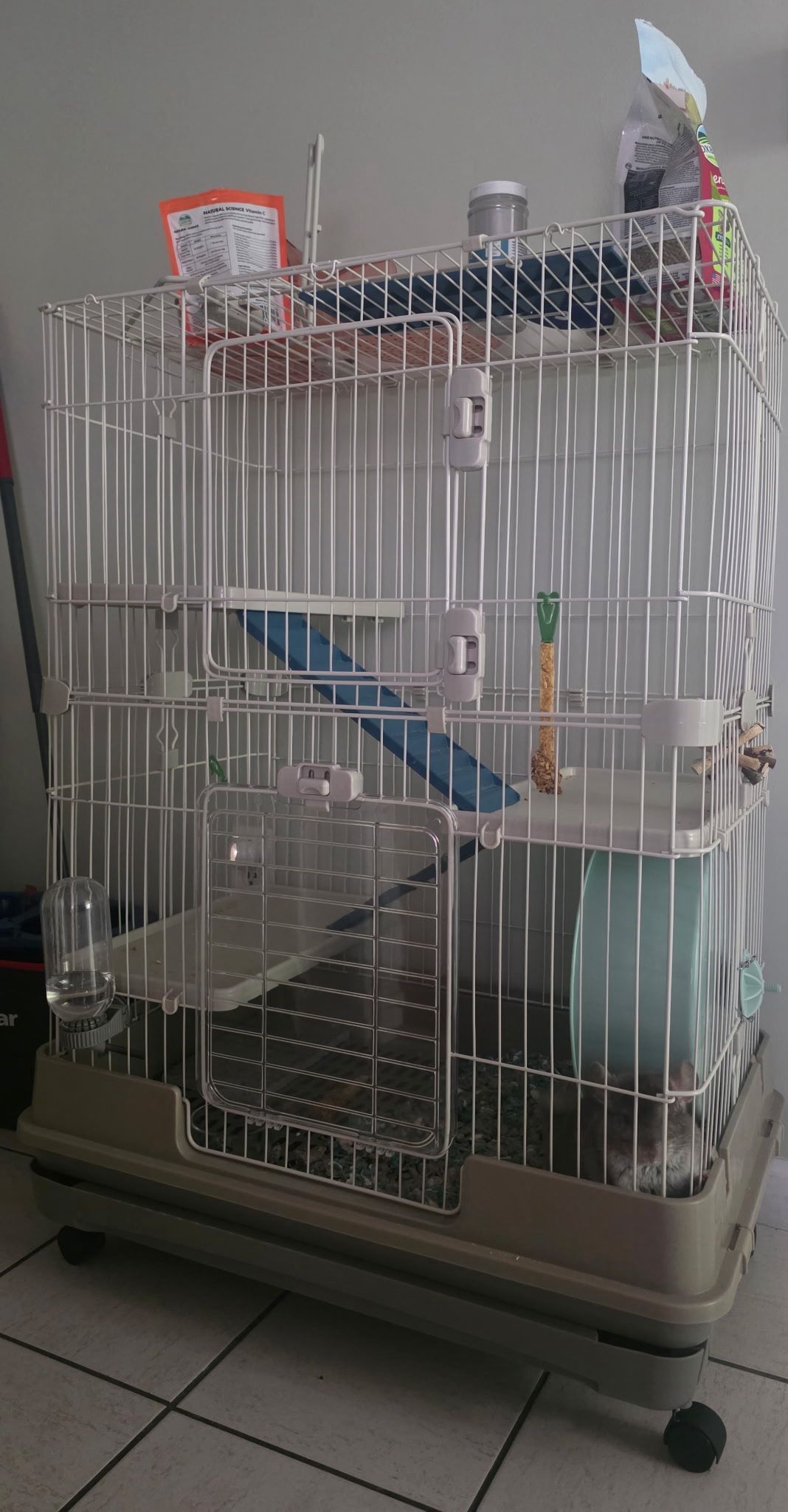 Chinchilla And All Accessories 