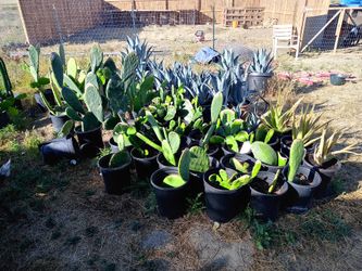 Trees and succulents