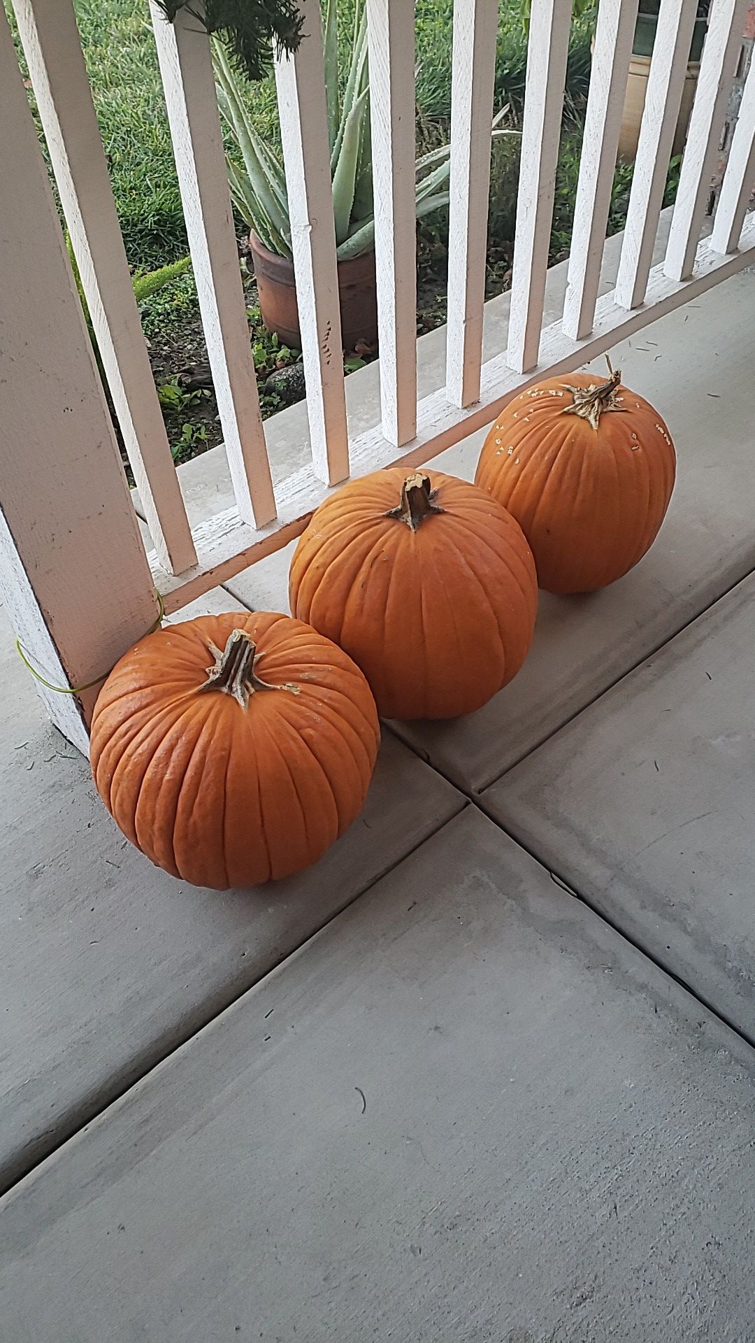 FREE three pumpkins