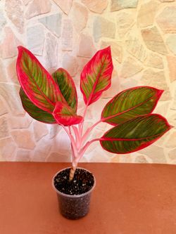 Aglaonema Khanza Plant - 4inch