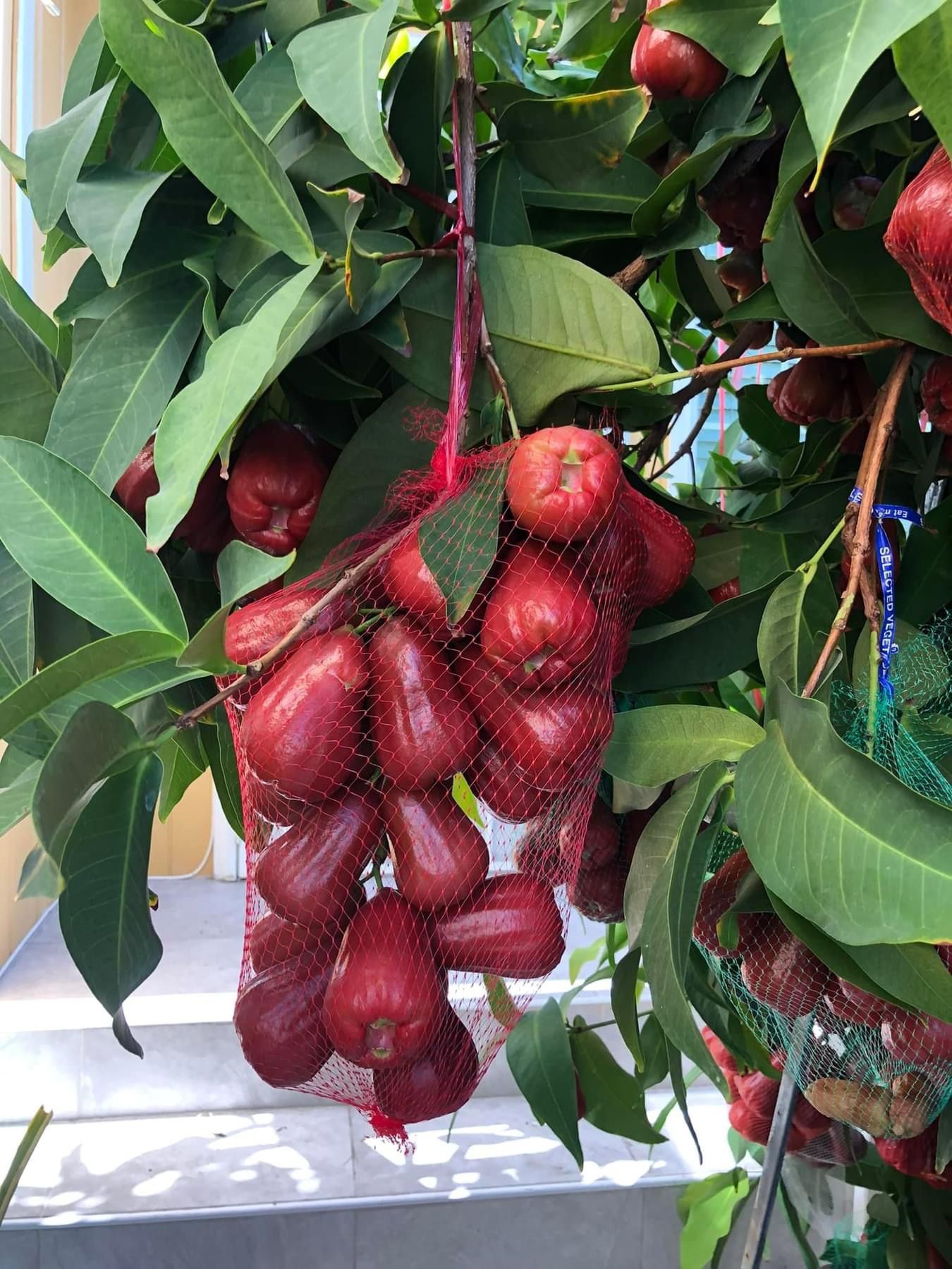 Mận An Phước ( Wax Apple )