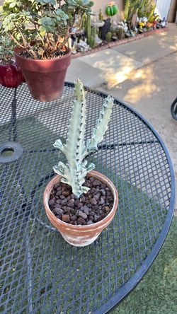 EUPHORBIA GHOST