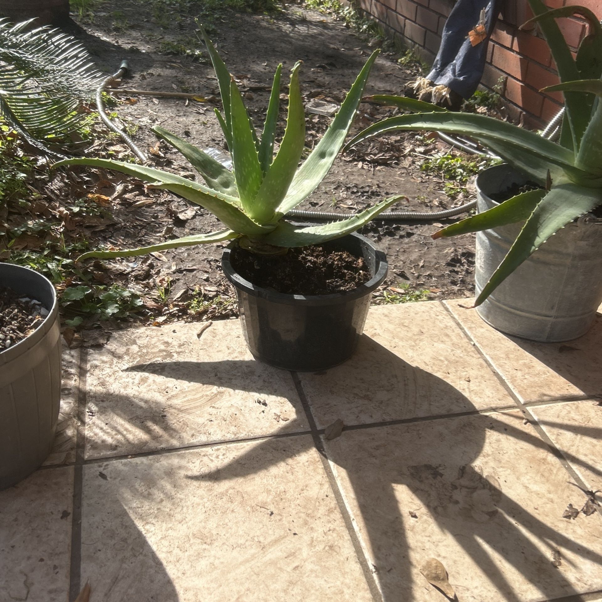 plants on sale moving i need some gone