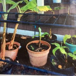 Plátain Platanos De Hacer Tostones