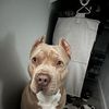 Louie