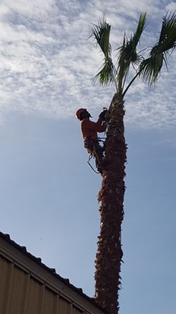 Clean remove palm trees