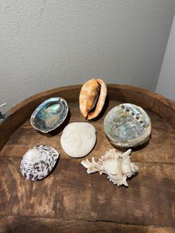 Vintage Seashell Collection – Abalone, Sand Dollar, Conch + More